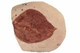 Red Fossil Hazelnut Leaf (Corylus) - Montana #188981-1